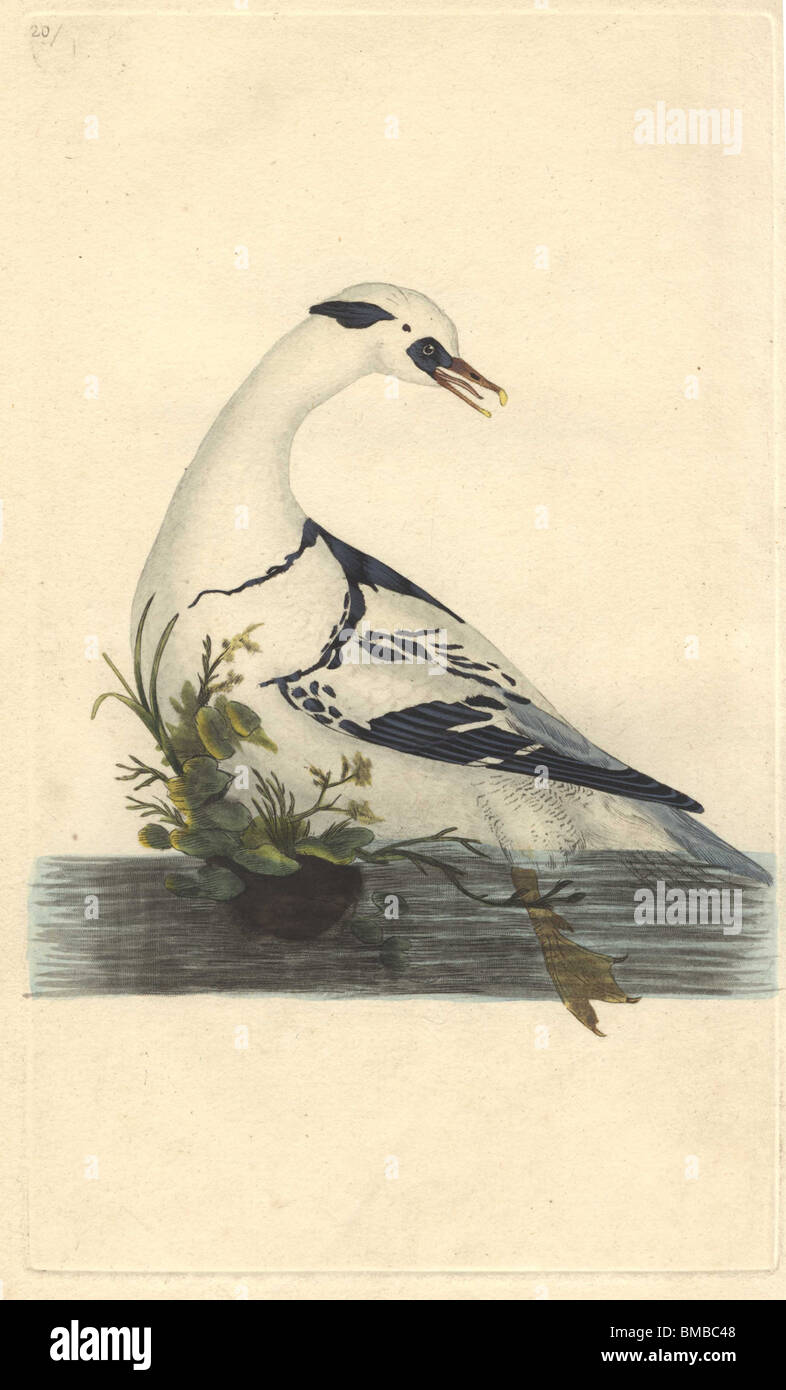 Snowy White smew drake con macchie nere e striature nel caratteristico 'ghiaccio frantumato' pattern. Mergus albellus Foto Stock Snowy White smew drake con macchie nere e striature nel caratteristico 'ghiaccio frantumato' pattern. Mergus albellus Foto Stock