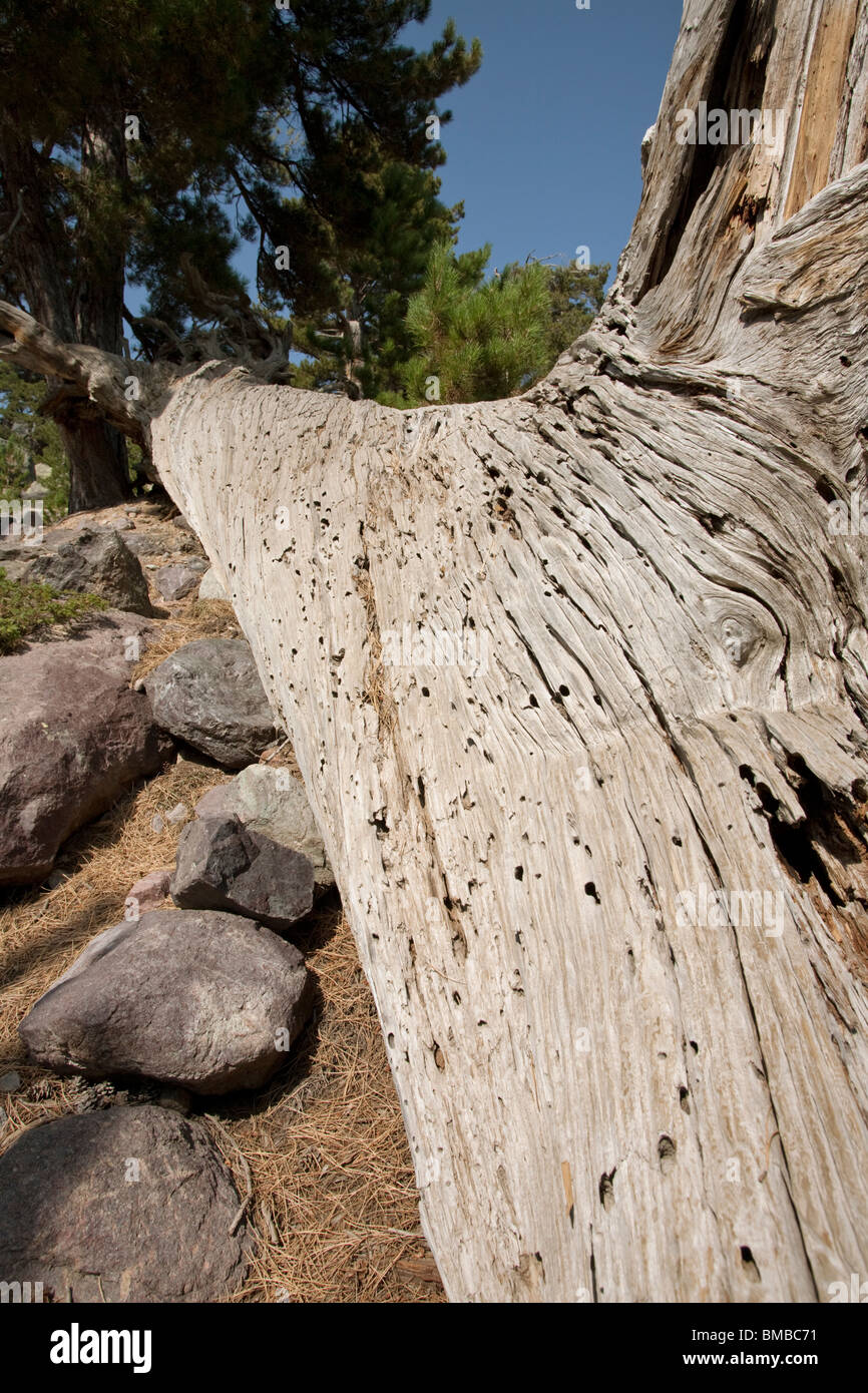 Un caduto Corsica pino su pendii sopra Haut Asco Foto Stock