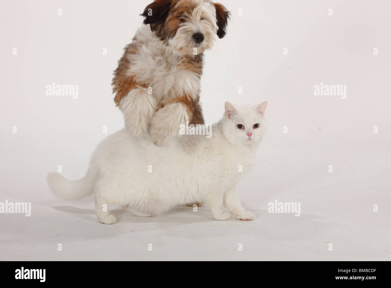 British Shorthair Cat, Tomcat, bianco, blu-eyed, Tibetan Terrier, cucciolo, 4 mesi / cane saltando su cat Foto Stock