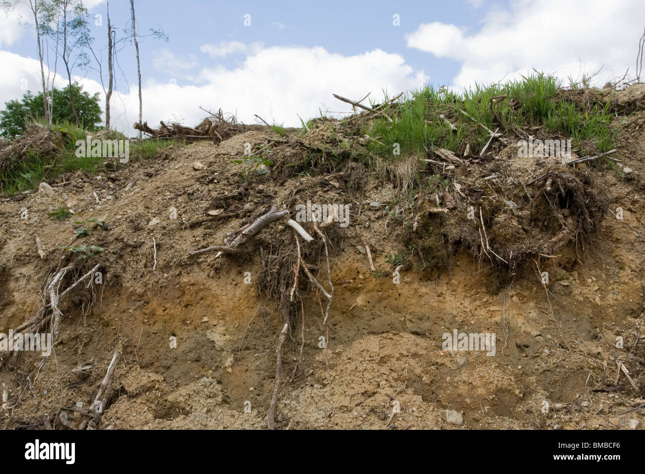 Decay,decadendo,tree,radici,ramo,rami,moncone.clay,terreno,dump.esposto,root,impianto Foto Stock