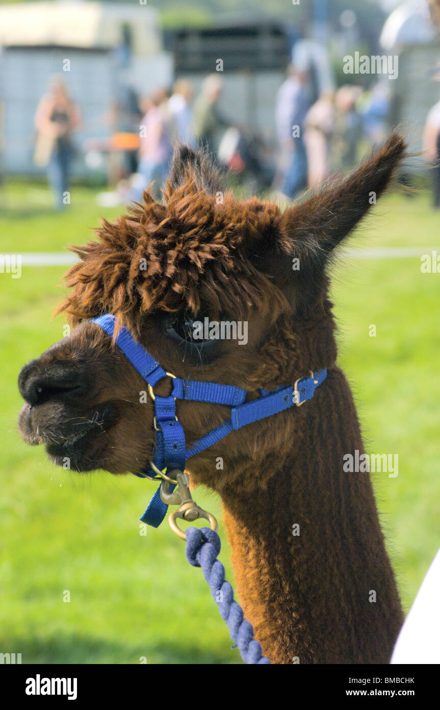 Alpaca marrone a Gransden & District Società Agricola Show 2008 Foto Stock