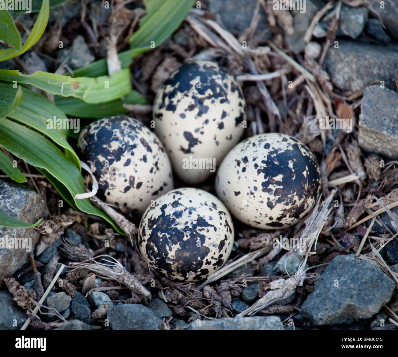 Killdeer uova in un nido a lato di una strada Foto Stock