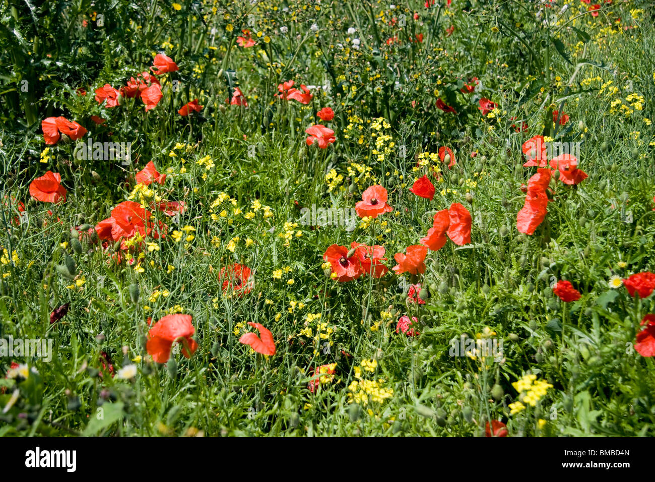 Prato biologico con fiori selvatici e papaveri, Cawdle Fen, Little Thetford, Cambridgeshire, Inghilterra, Regno Unito Foto Stock