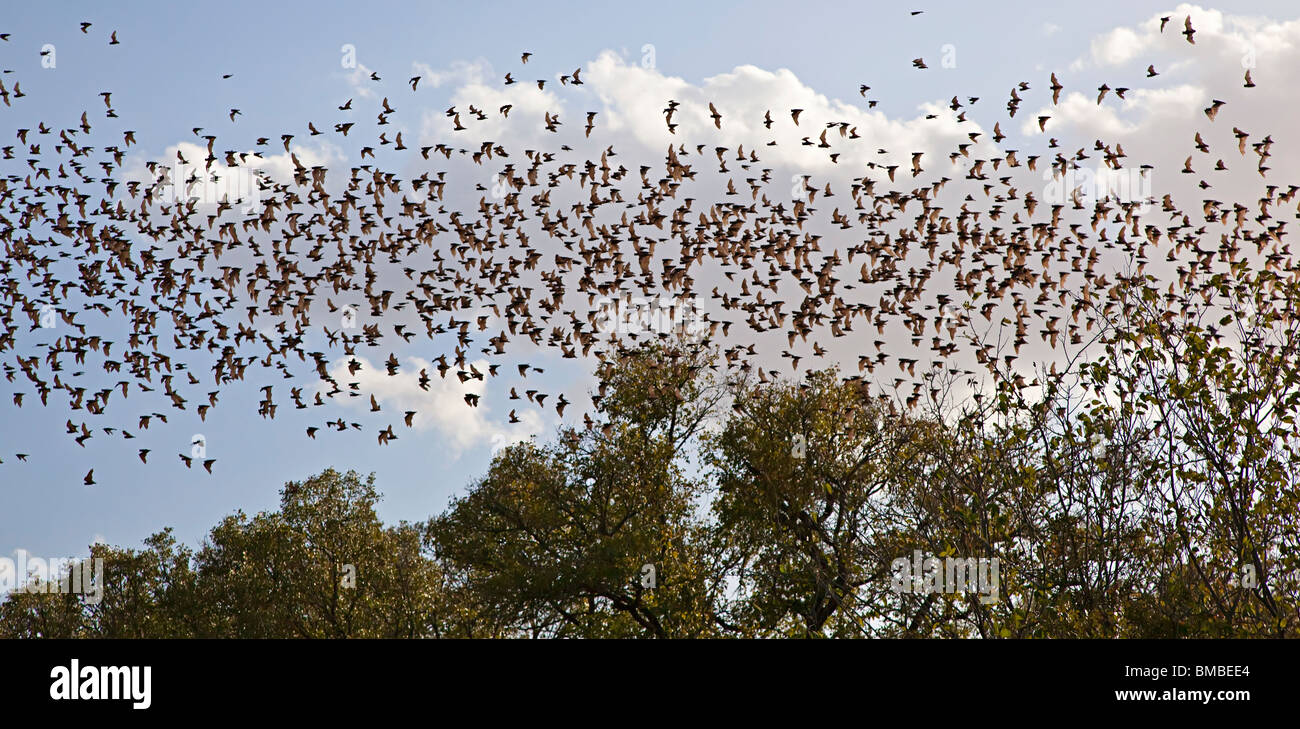 Freetail messicano pipistrelli Tadarida brasiliensis in volo emergente dalla grotta Bracken Texas USA Foto Stock