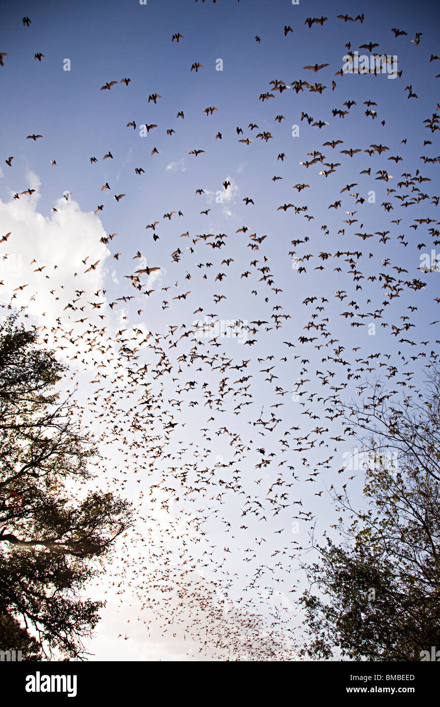 Freetail messicano pipistrelli Tadarida brasiliensis in volo emergente dalla grotta Bracken Texas USA Foto Stock