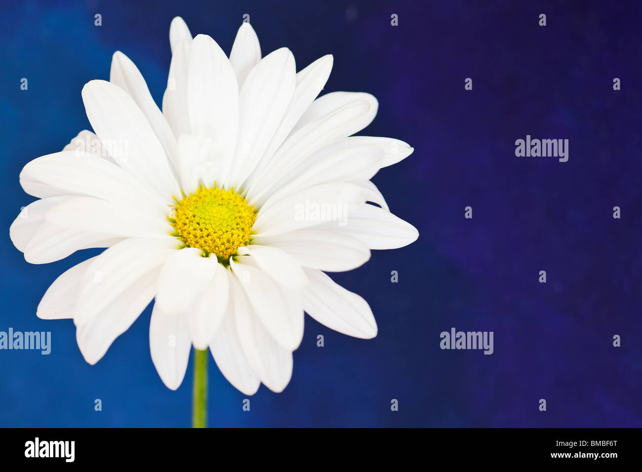 Il bianco e il giallo daisy su un dipinto a mano sfondo ad acquerello Foto Stock