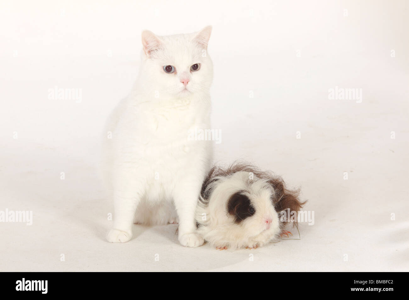 British Shorthair Cat, Tomcat, bianco, blu-eyed e Texel cavia, choco-bianco Foto Stock