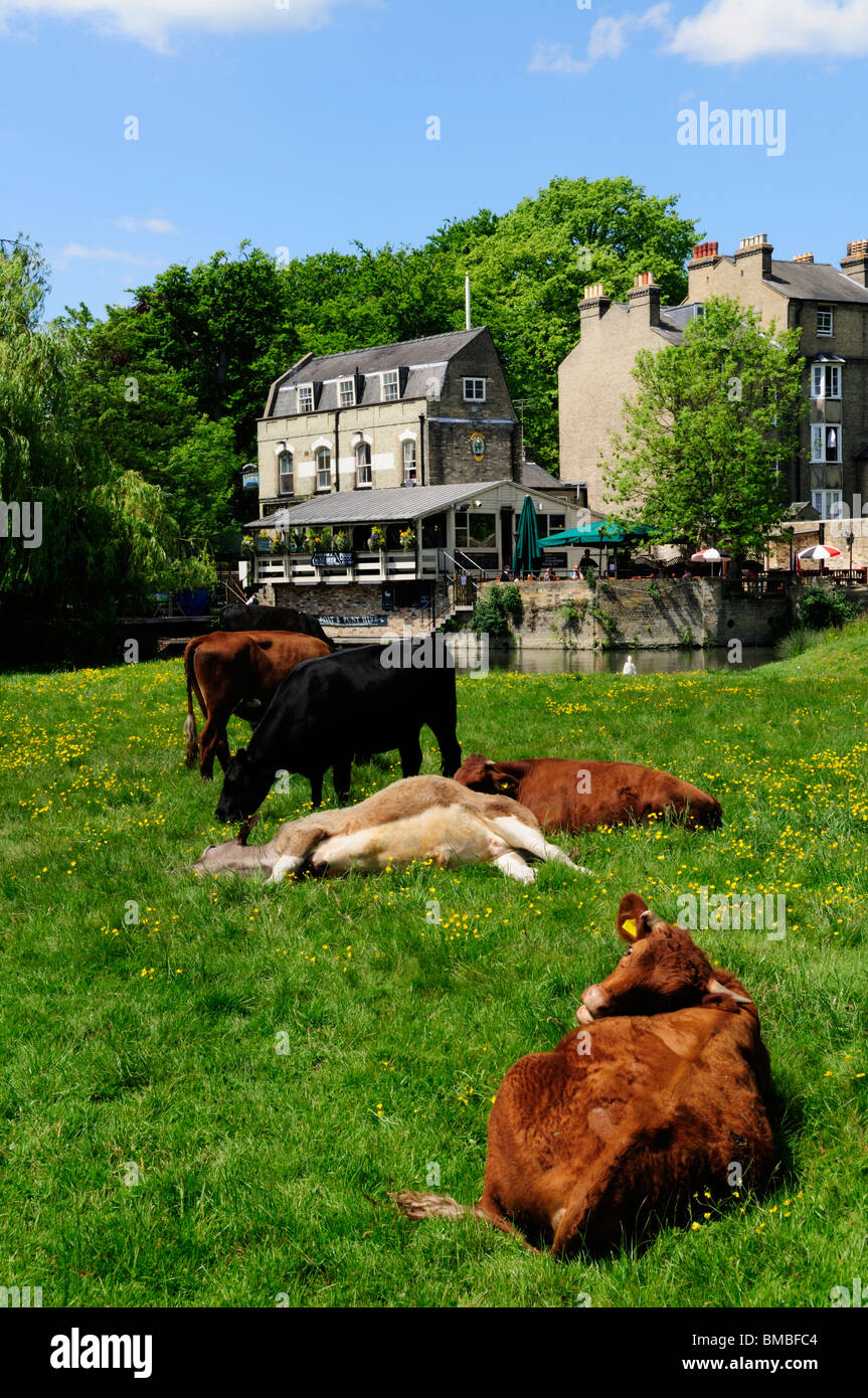 Le mucche al pascolo sulle pecore di verde, con Granta Pub, Cambridge, Inghilterra, Regno Unito Foto Stock