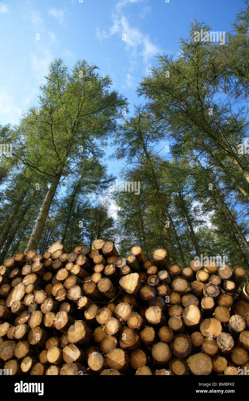 Una pila di taglio fresco di alberi in una foresta. Foto Stock