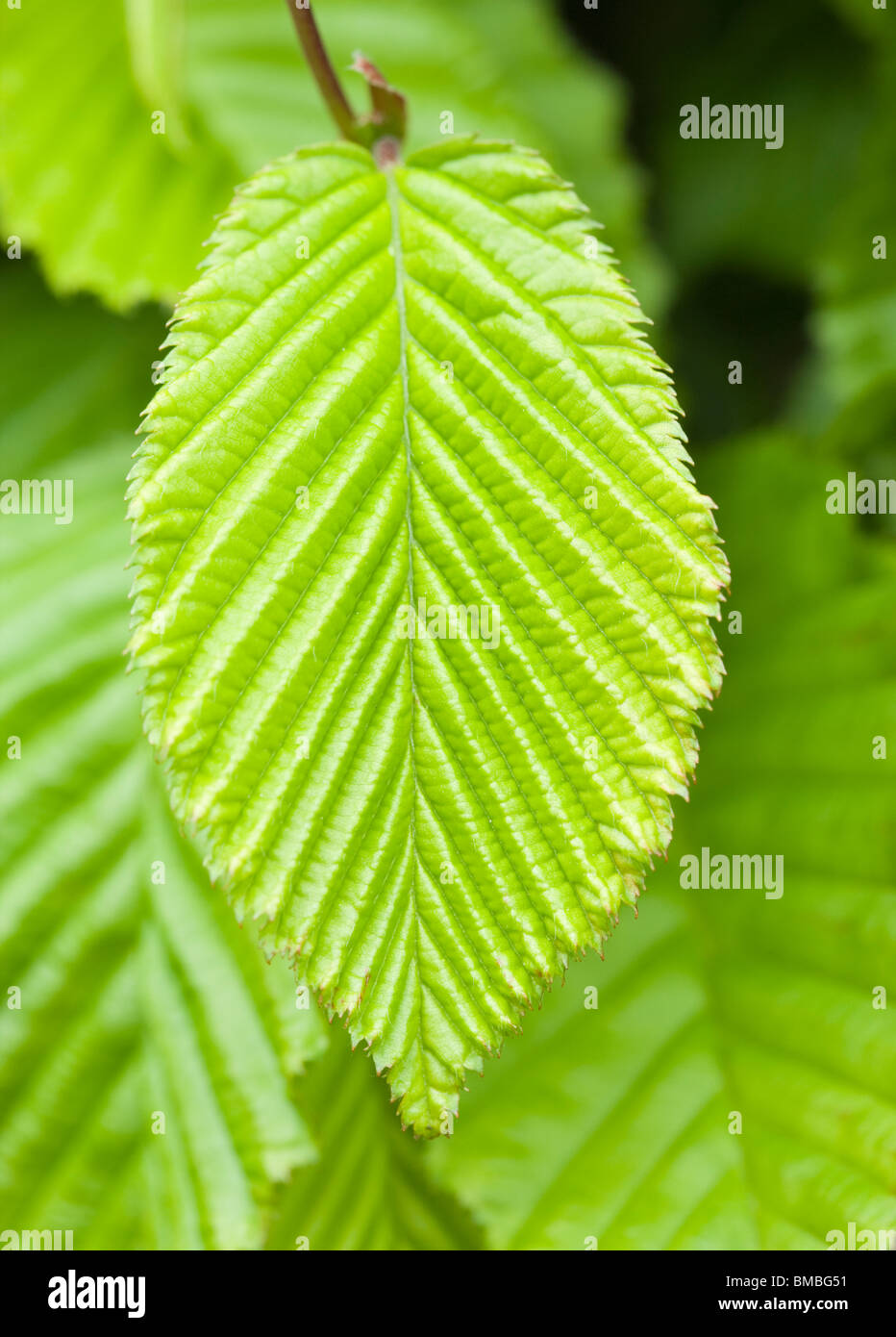 Il carpino foglia di molla, UK. Carpinus betulus. Foto Stock