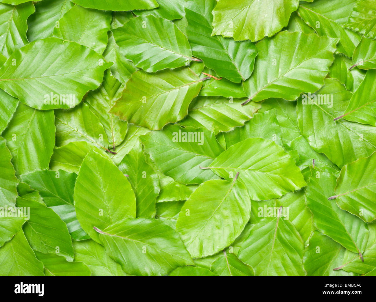 Foglie di faggio, Fagus sylvatica. Foto Stock