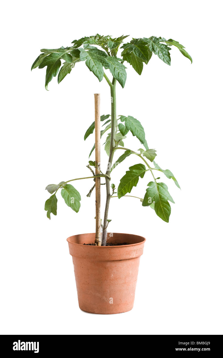 Giovani pianta di pomodoro nel recipiente Foto Stock