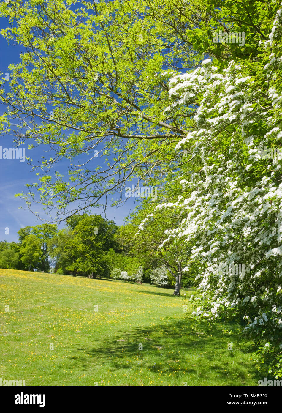 Campo e siepe di biancospino, Ranmore, Dorking, Surrey, Regno Unito Foto Stock