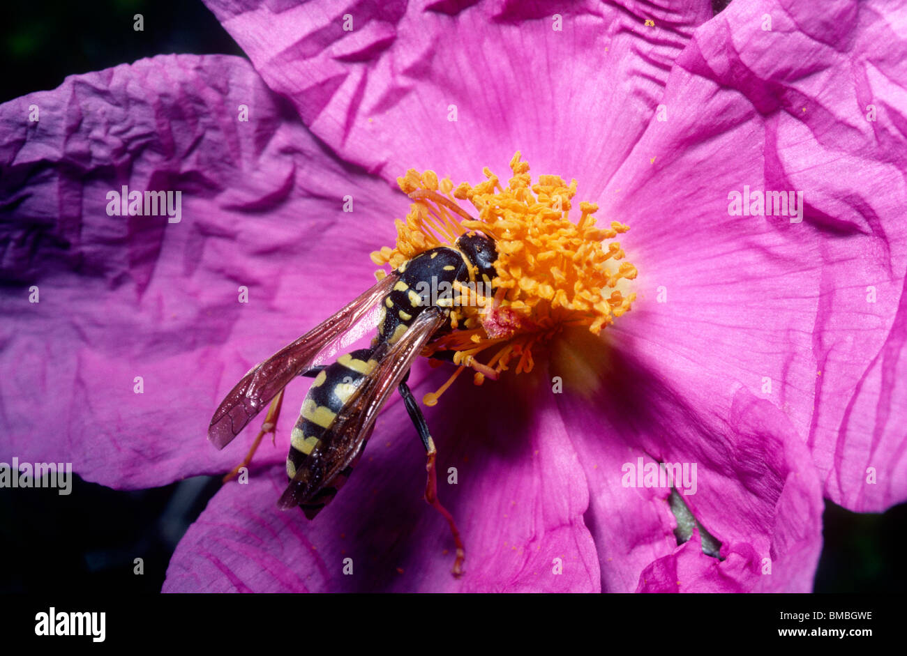 Carta wasp, sociale wasp (Polistes gallicus (= dominulus): Vespidae) giovane regina rovistando su un fiore di cisto, Portogallo Foto Stock