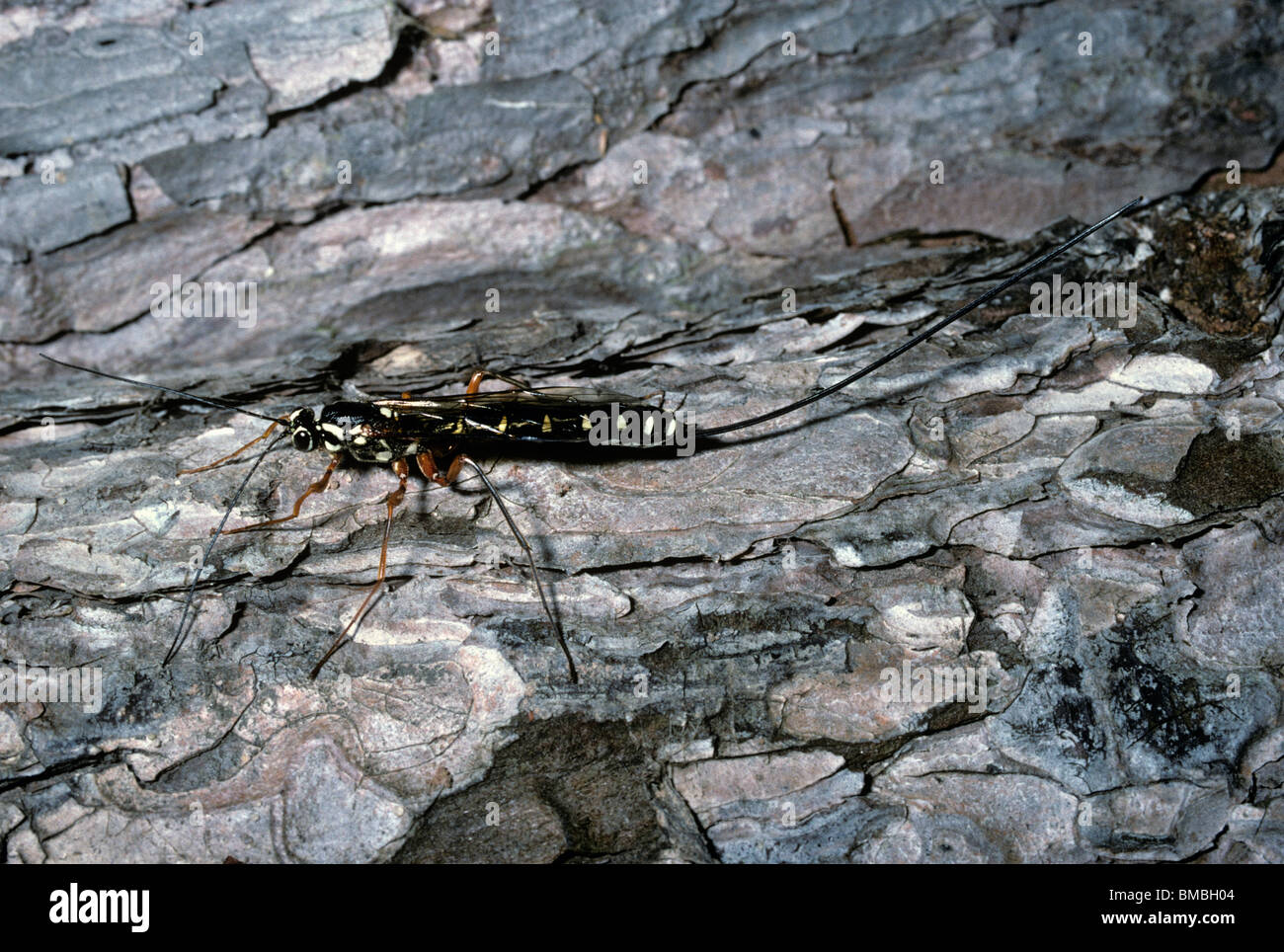 Sabre wasp, Parassitarie wasp (Rhyssa persuasoria: Ichneumonidae) femmina che mostra la sua lunga ovipositor, REGNO UNITO Foto Stock