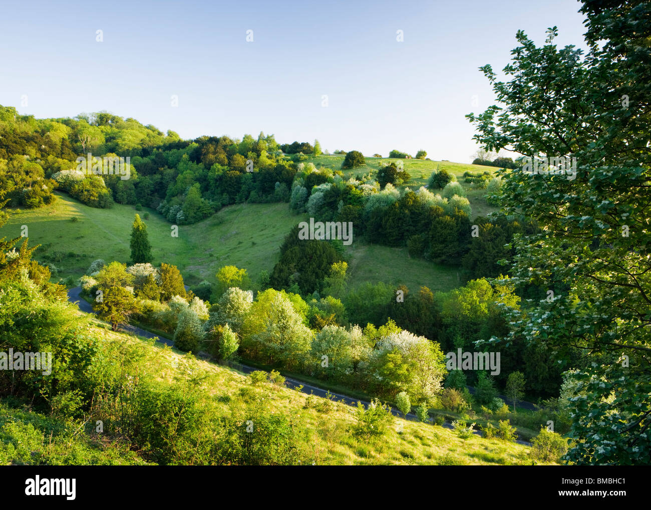 Box Hill a zig-zag, Surrey, Regno Unito. La molla Foto Stock