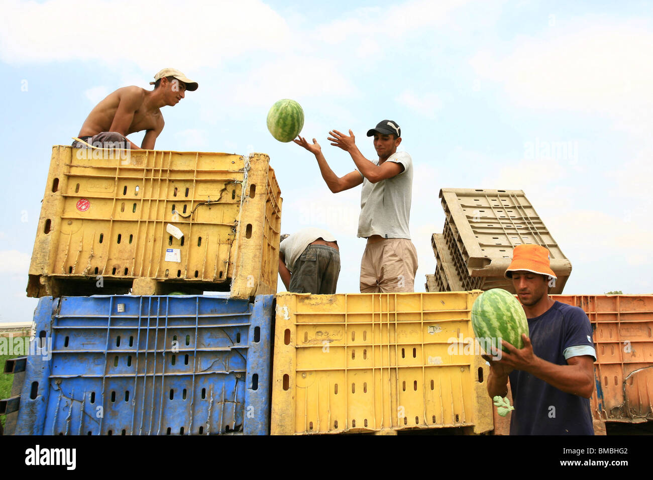 Israele Moshav Sde Yitzhak, lavoratori agricoli raccogliere i cocomeri in un campo Foto Stock