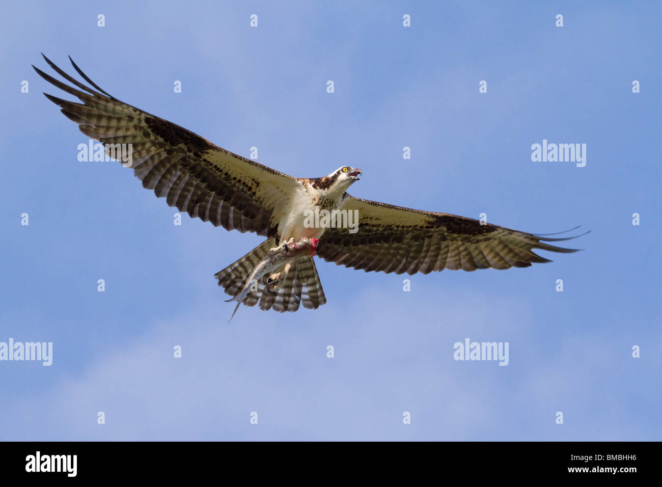 Falco pescatore (Pandion haliaetus) con un pesce pescato. Foto Stock