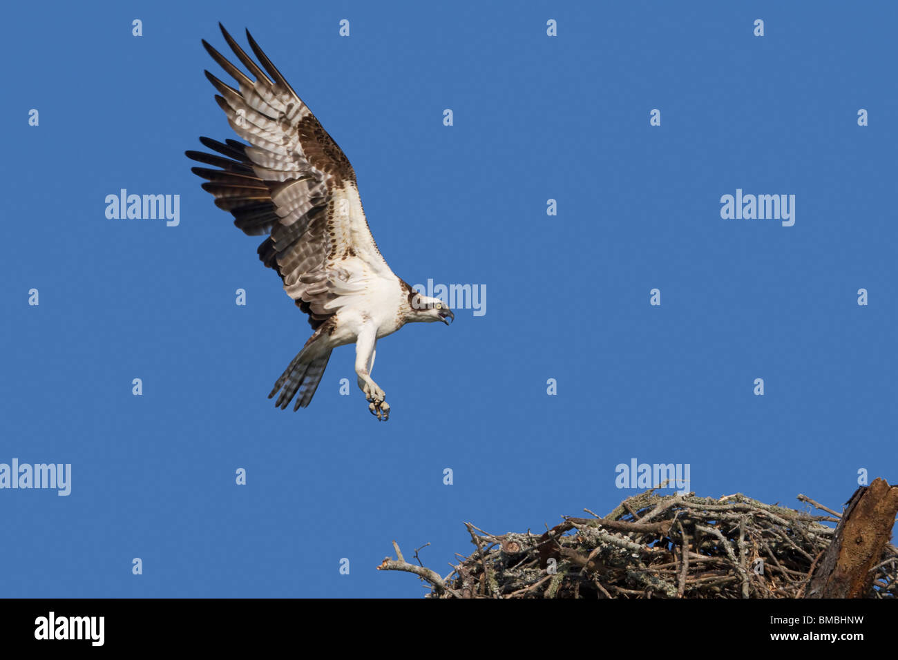 Osprey (Pandion haliaetus) si avvicina al nido con un pesce catturato, Destin, Florida, USA Foto Stock