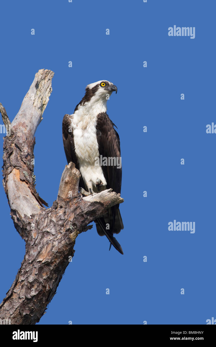 Falco pescatore (Pandion haliaetus). Foto Stock