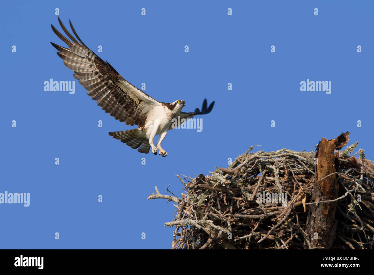 Osprey (Pandion haliaetus) si avvicina al nido con un pesce catturato, Destin, Florida, USA Foto Stock