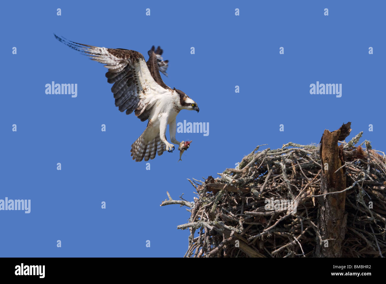 Falco pescatore (Pandion haliaetus) avvicinando il nido con un pesce pescato. Foto Stock