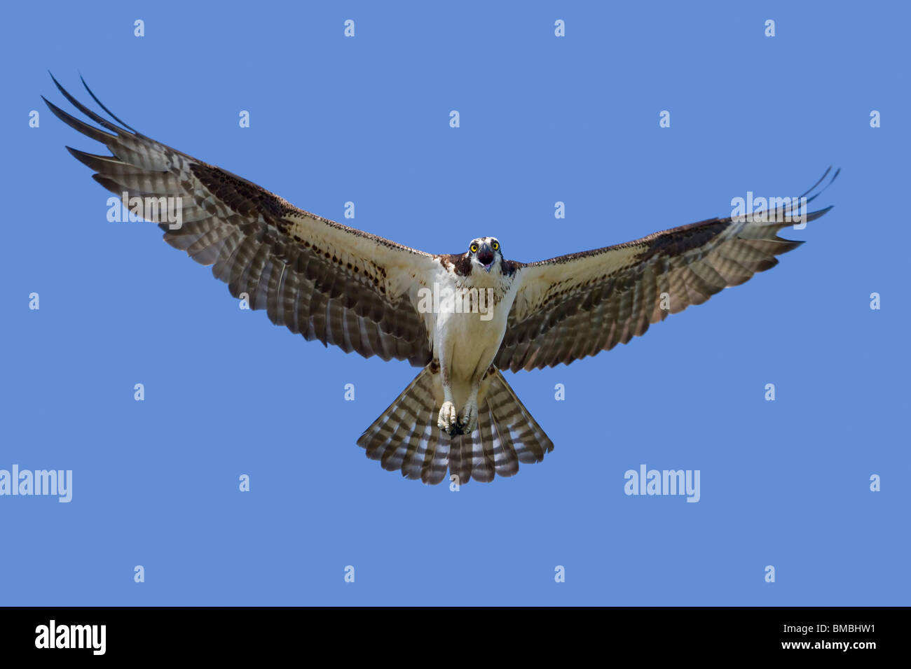 Falco pescatore (Pandion haliaetus) battenti. Foto Stock