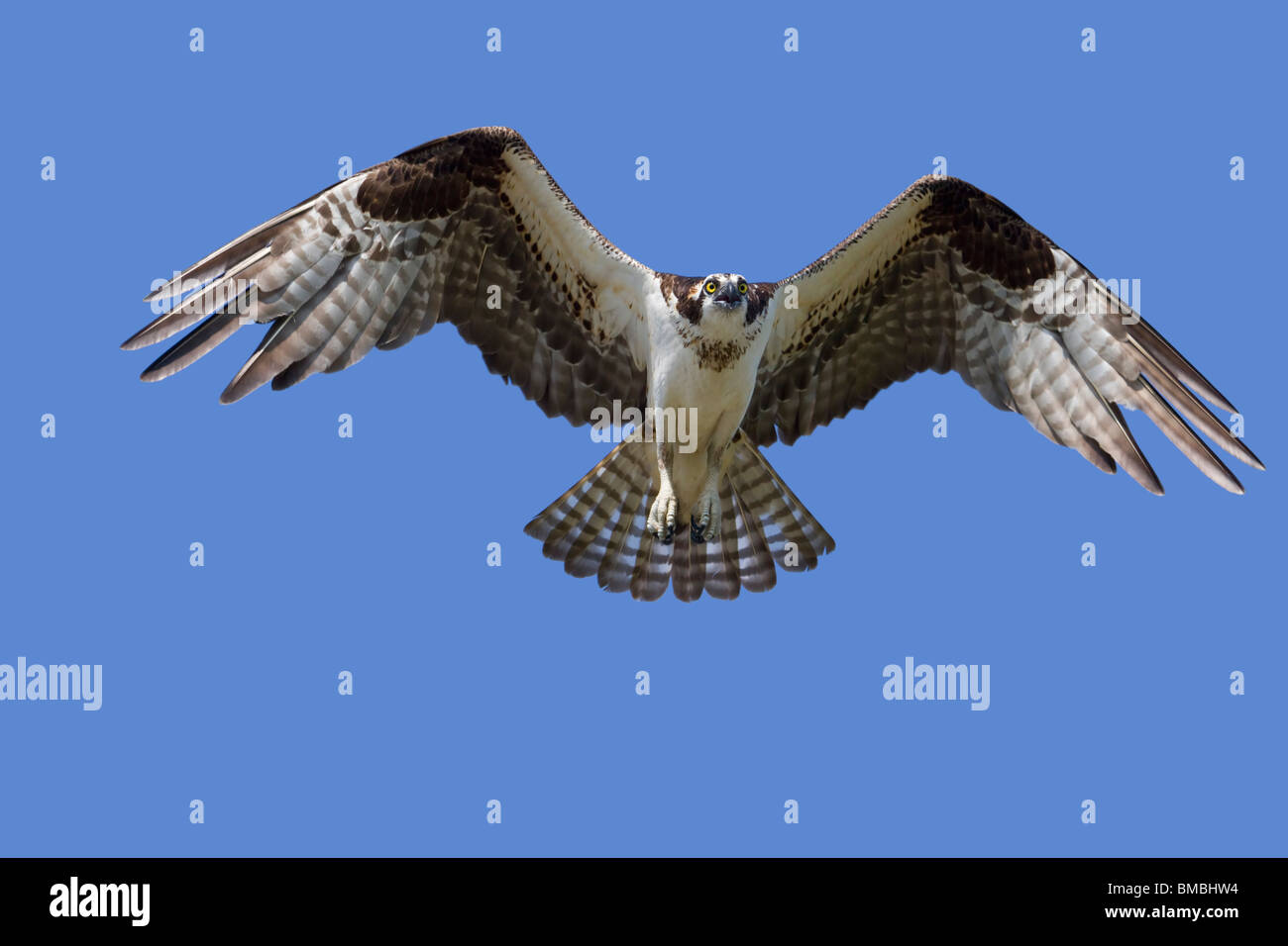 Falco pescatore (Pandion haliaetus) battenti. Foto Stock