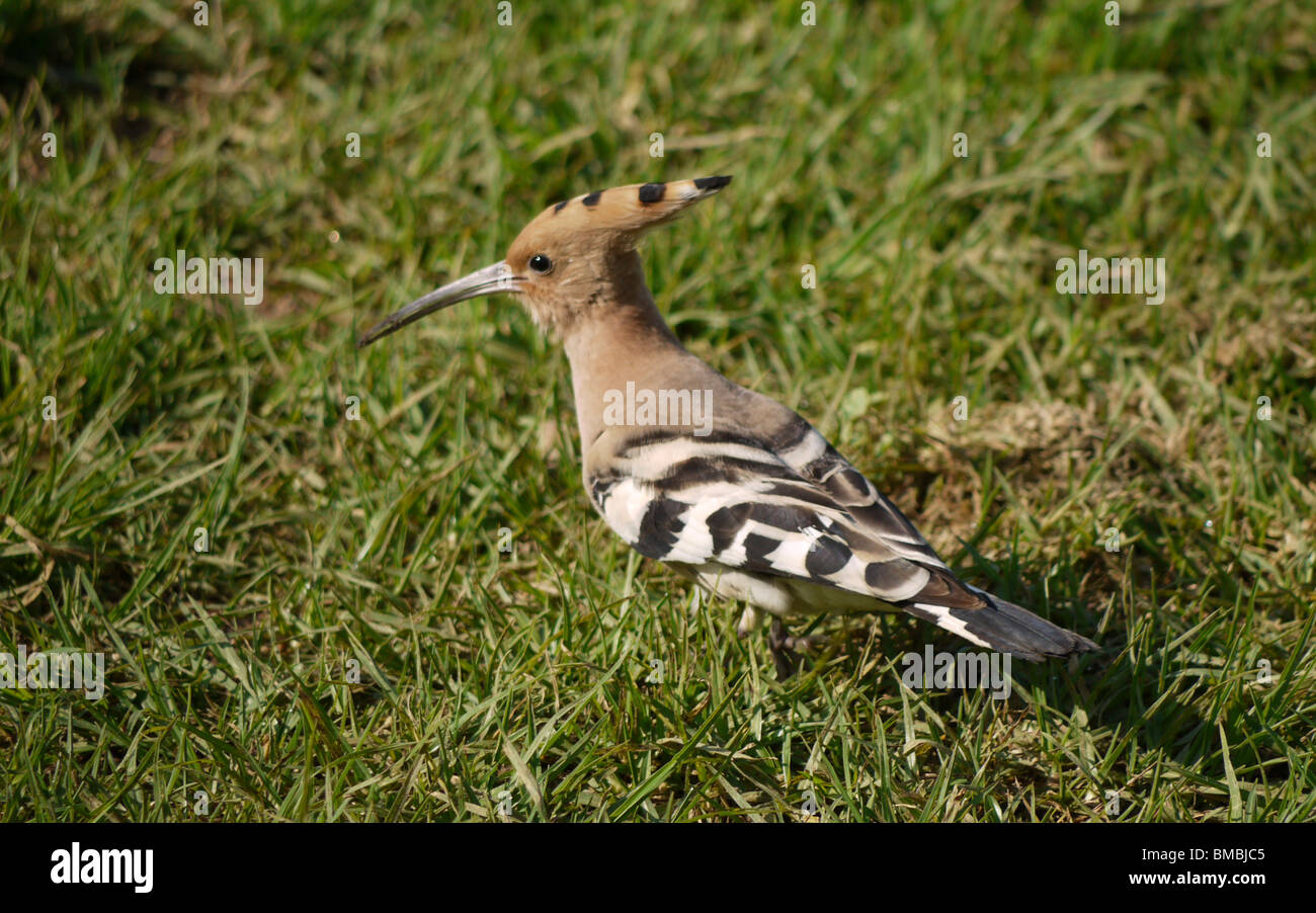 Israele, upupa, (Upupa epops) Israele uccello nazionale Foto Stock