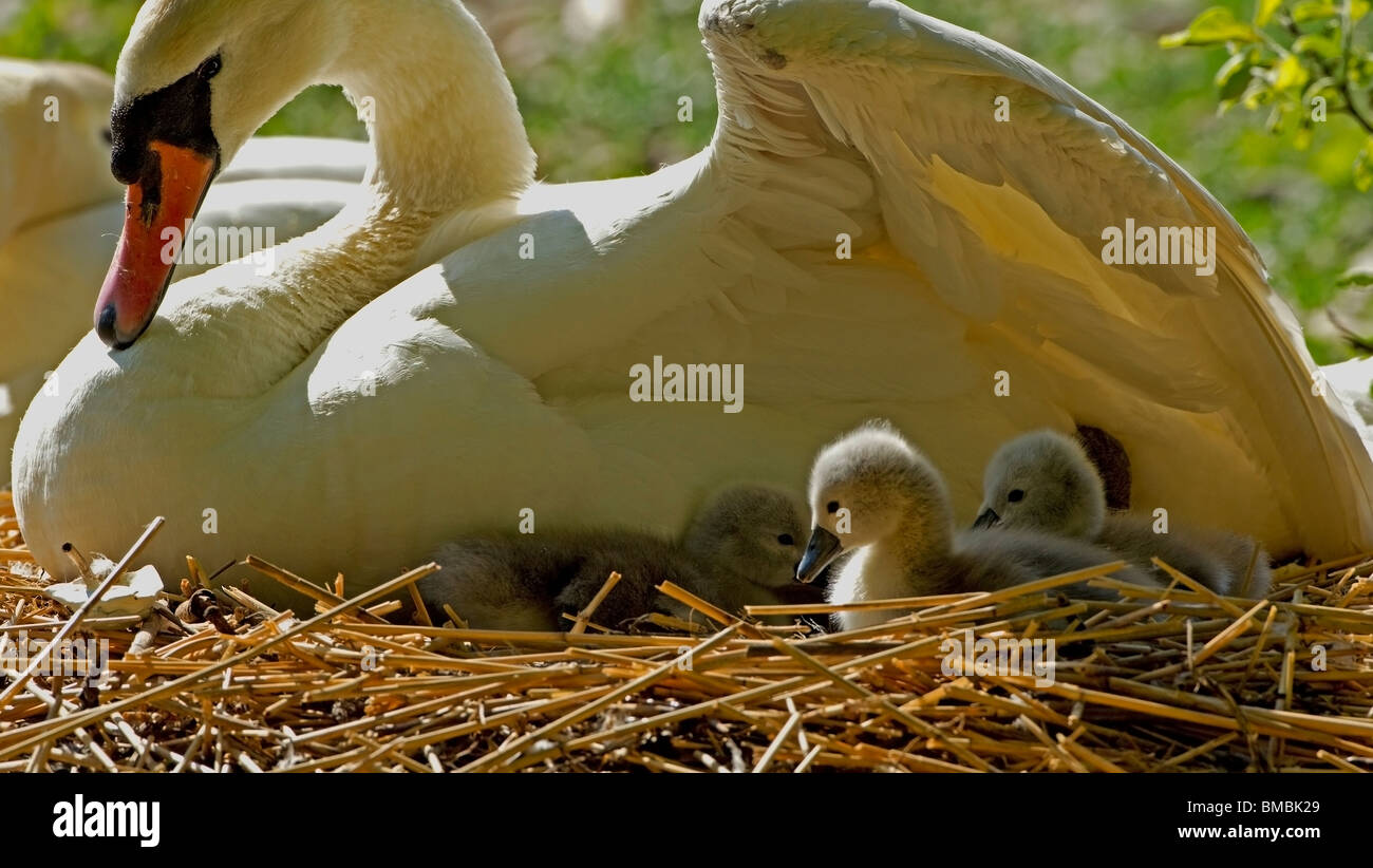 Cygnets sotto i genitori ala,Abbotsbury Swannery. Foto Stock