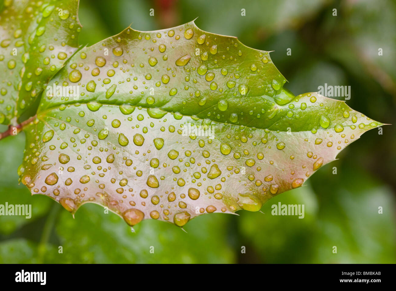 Foglia bagnata closeup di Oregon-impianto di uva Foto Stock