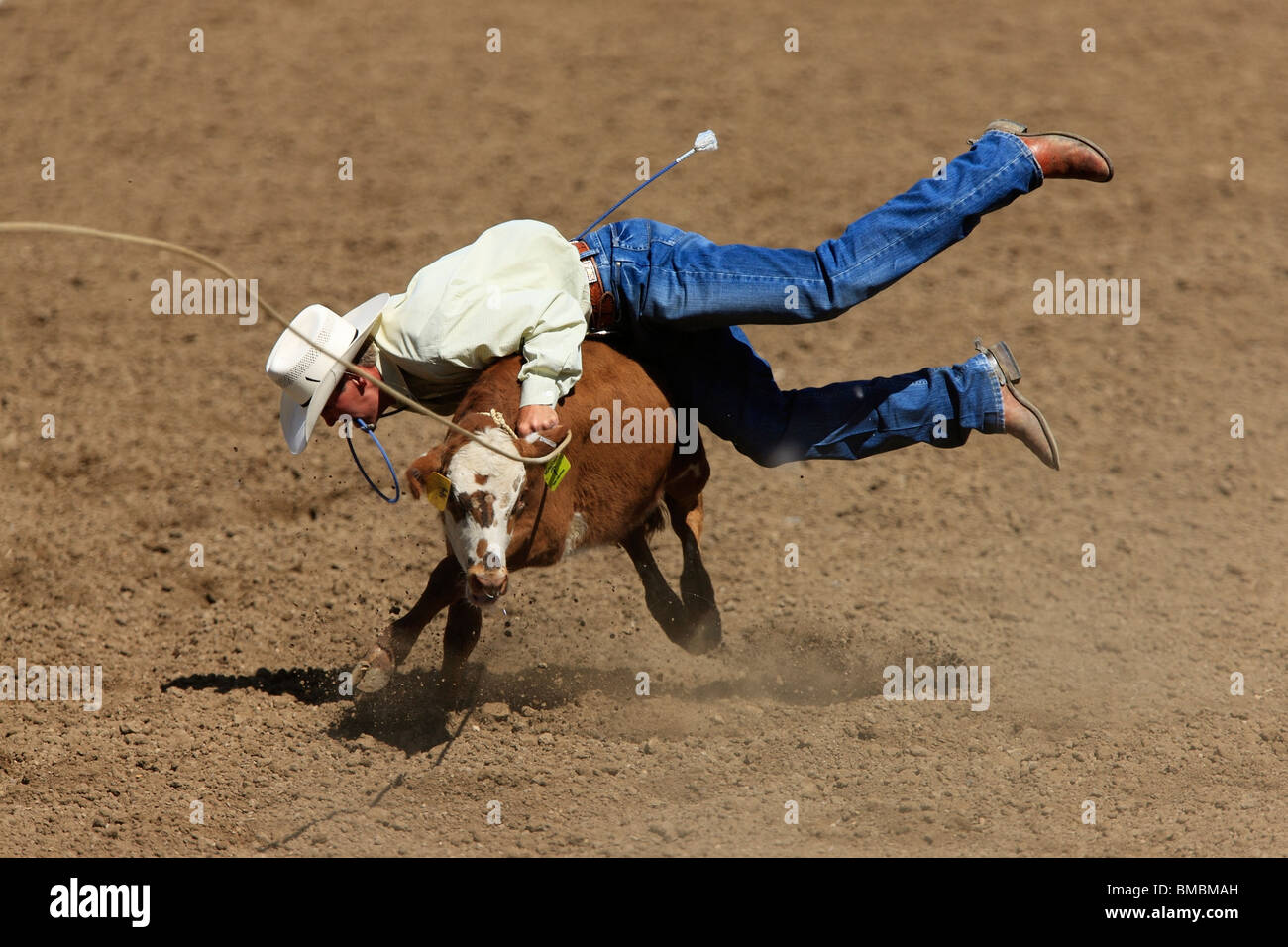 Tie-down roping concorso al novantesimo annuale di Black Hills Roundup rodeo in Belle Fourche, South Dakota Luglio 4, 2009. Foto Stock