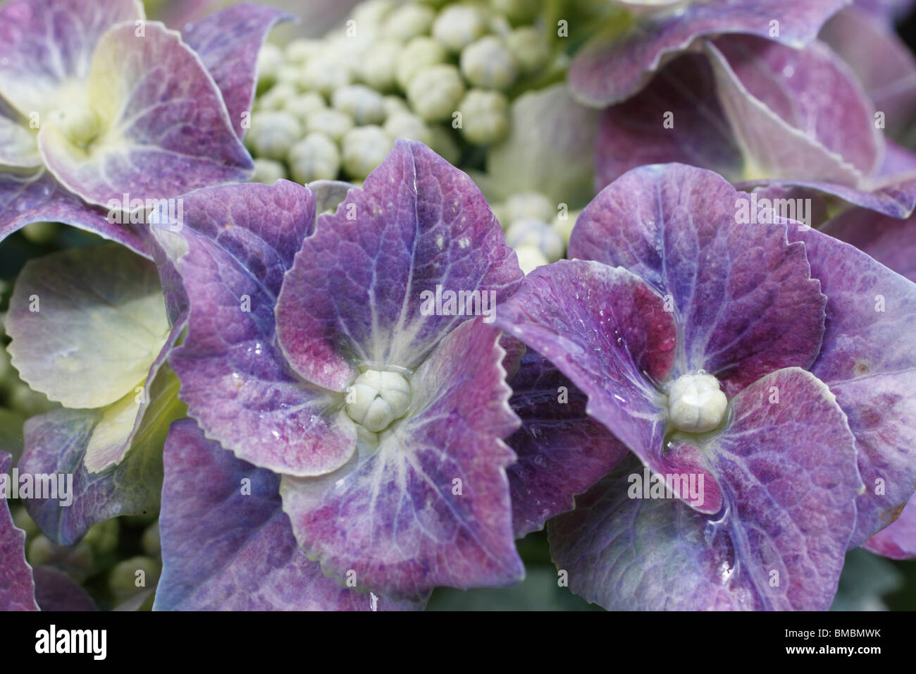 Hydrangea macrophylla è una specie di Hydrangea nativa per il Giappone. Nomi comuni includono Bigleaf Hydrangea, Francese Hydrangea, Lacecap Hydrangea, Mophead Hydrangea, Penny Mac e Hortensia Foto Stock