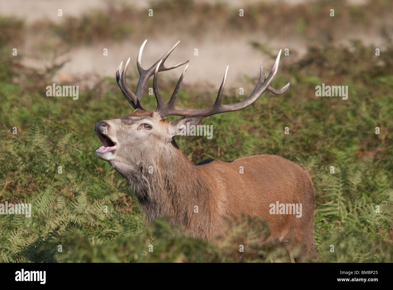 Maschio dei cervi rossi Foto Stock