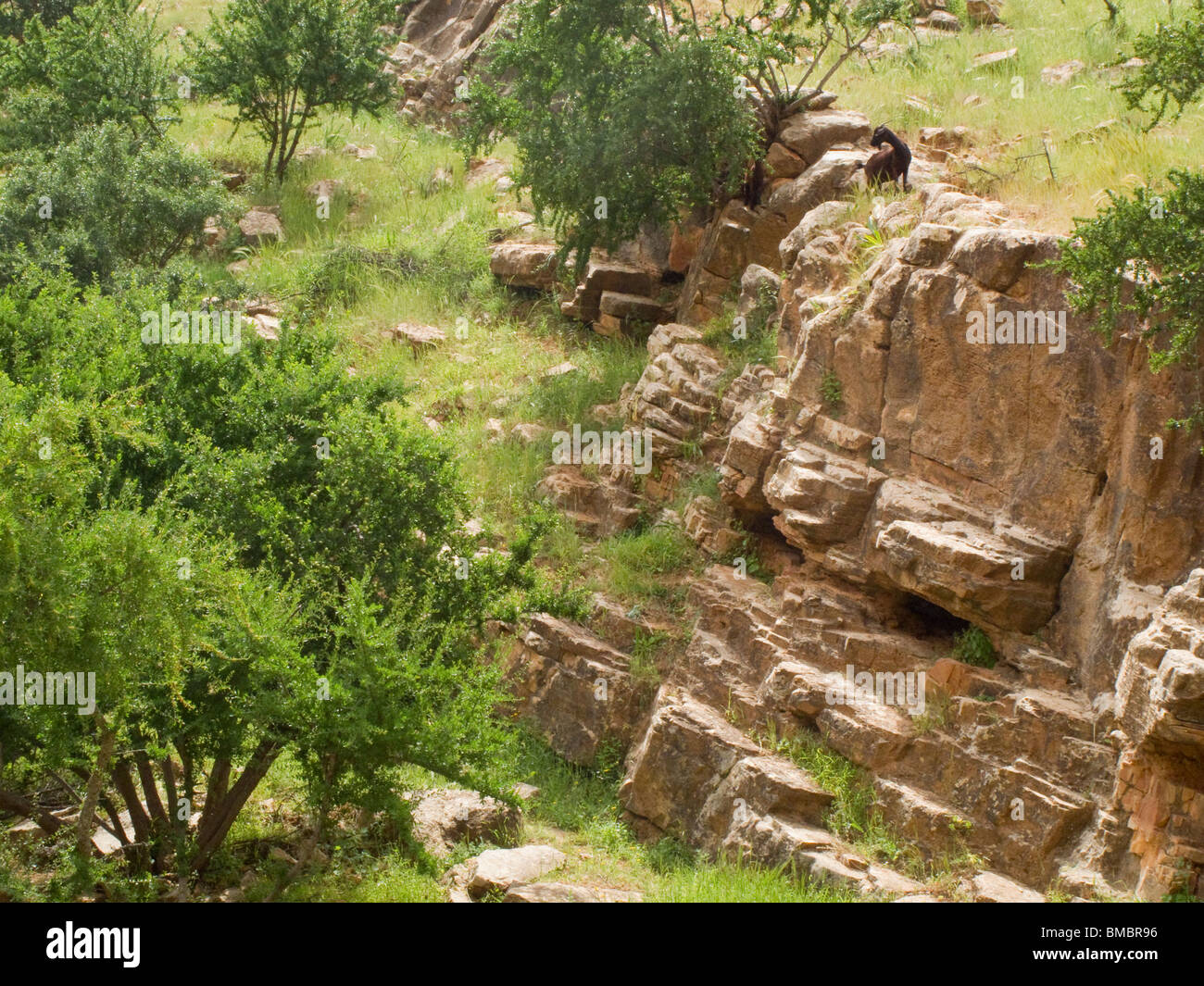 Capre di montagna nelle montagne Atlas Marocco Foto Stock