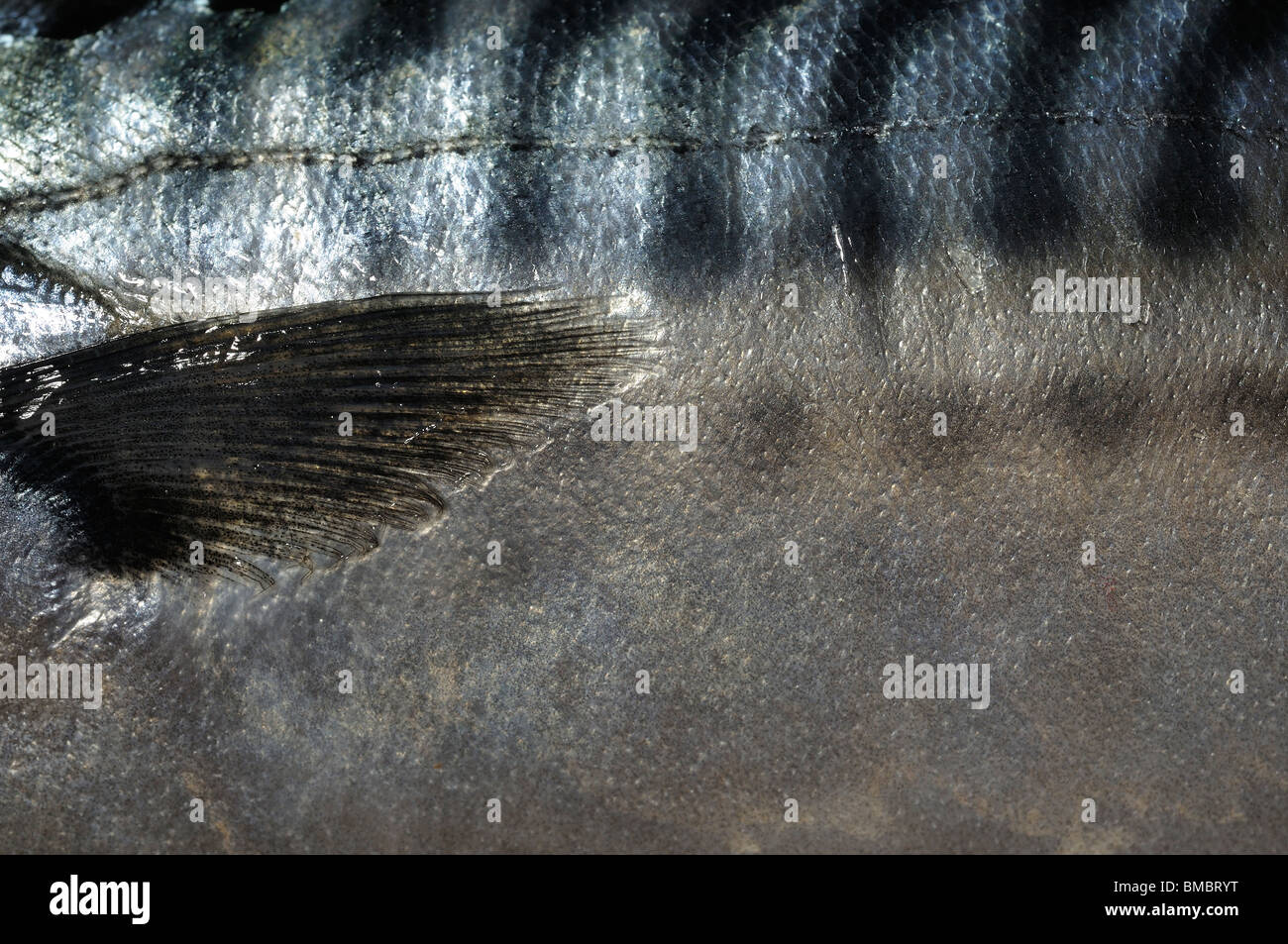 Pesci dello scombro Foto Stock