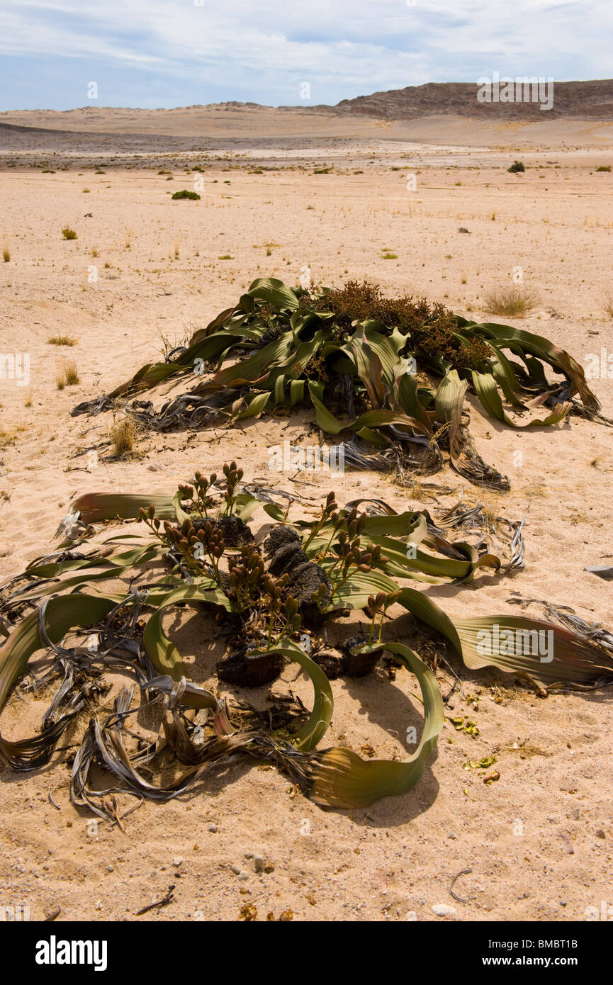 Welwitschia mirabilis nel deserto del Namib, Namibia. Foto Stock