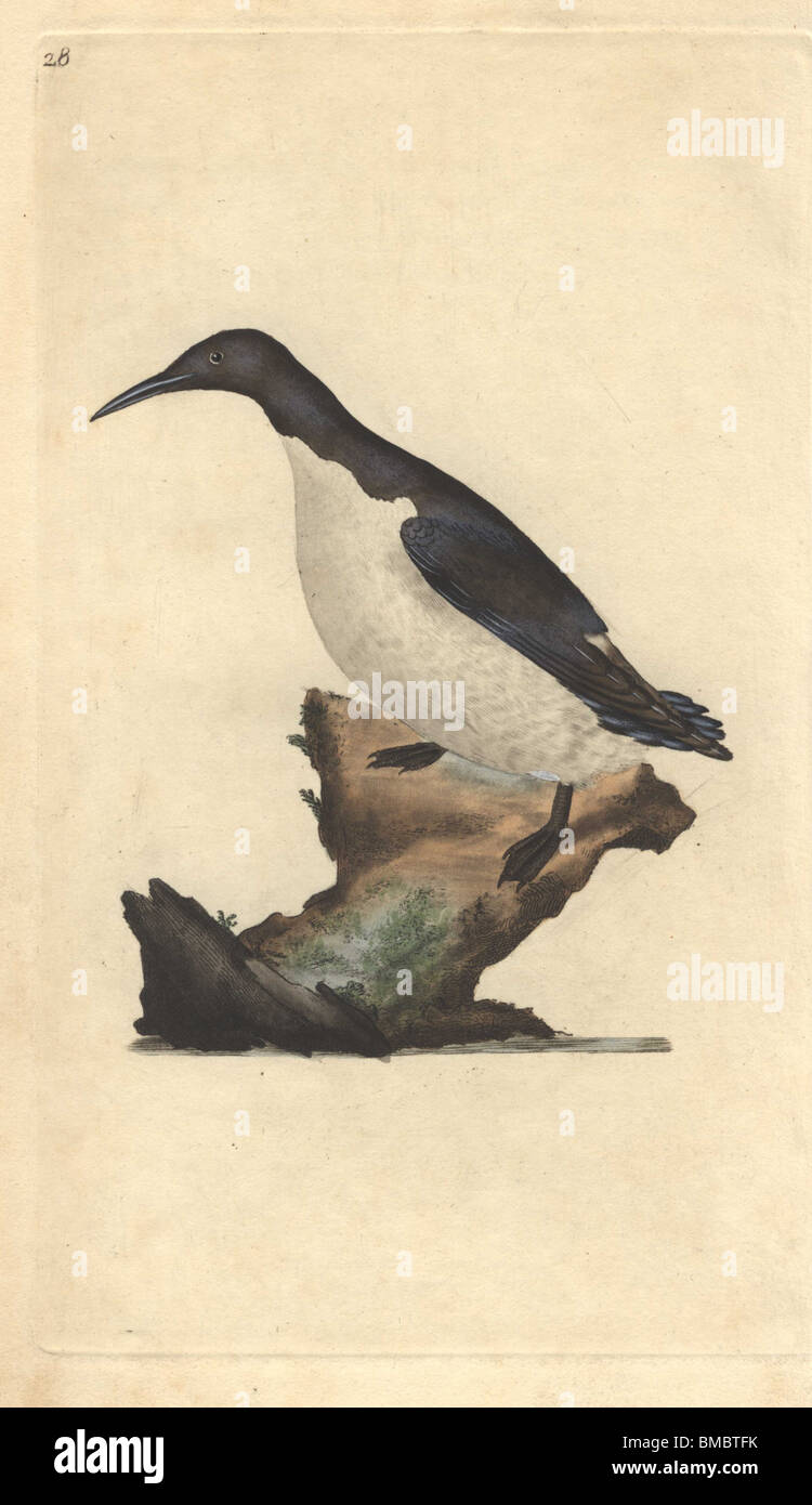 Sciocco guillemot, murre willocks o. Uria aalge (Colymbus troile) Foto Stock