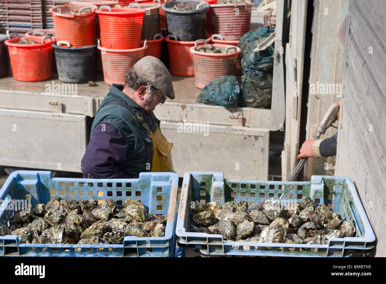 Un pescatore dietro i contenitori in plastica di ostriche a Mersea Island Foto Stock