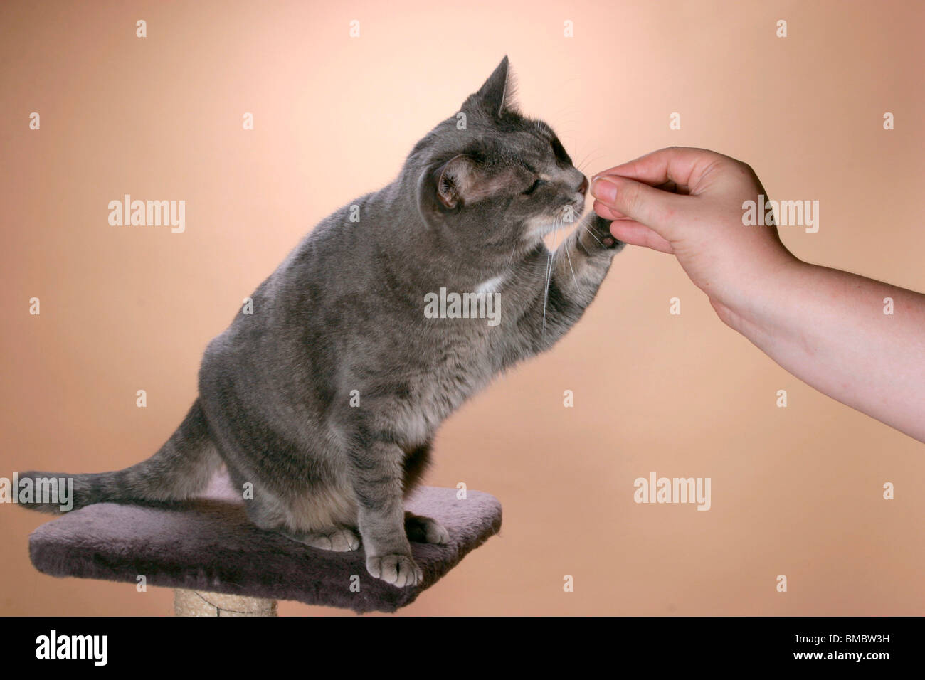 Nach Futter angelnde Katze / pesca cat Foto Stock