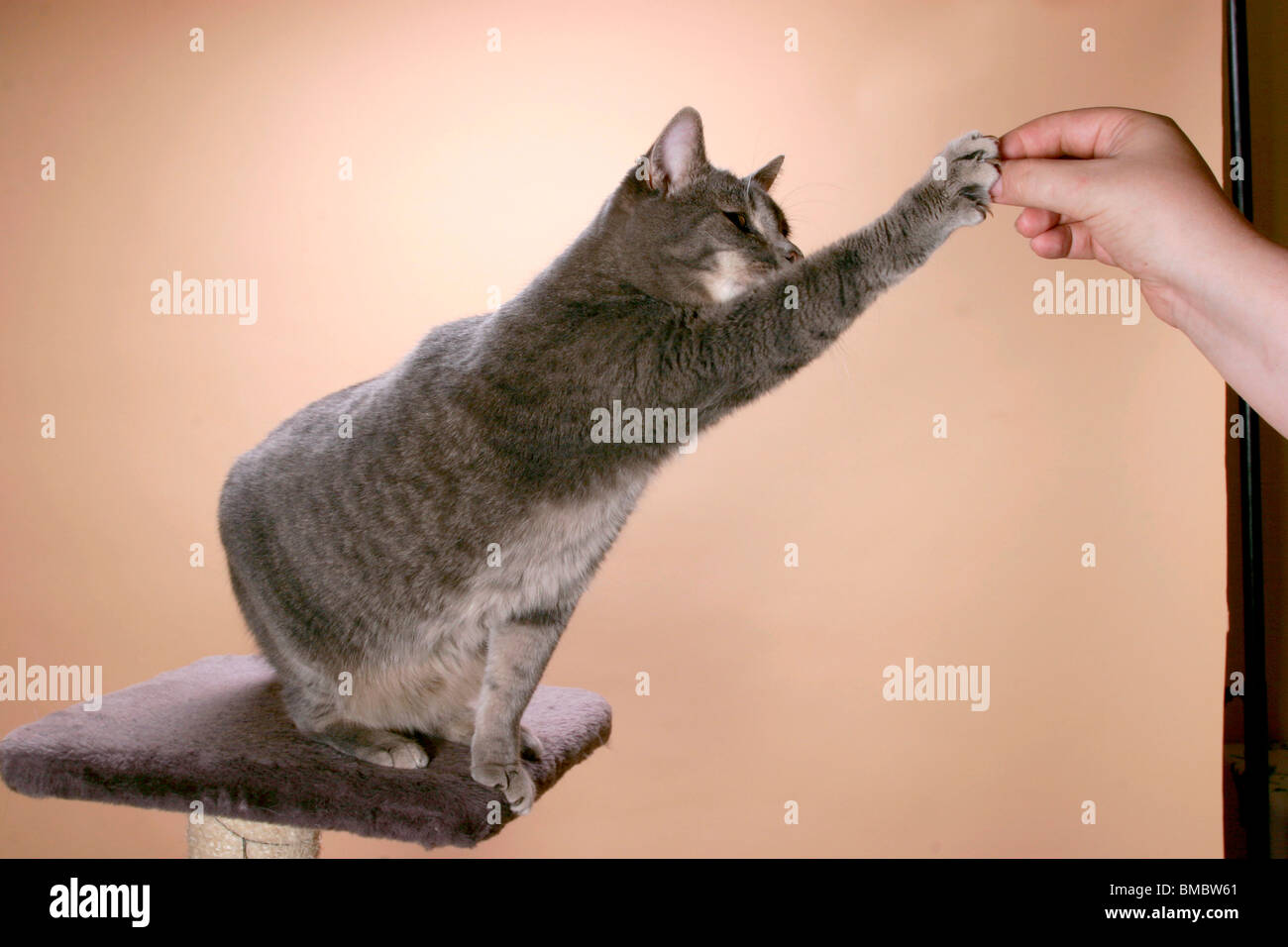 Nach Futter angelnde Katze / pesca cat Foto Stock