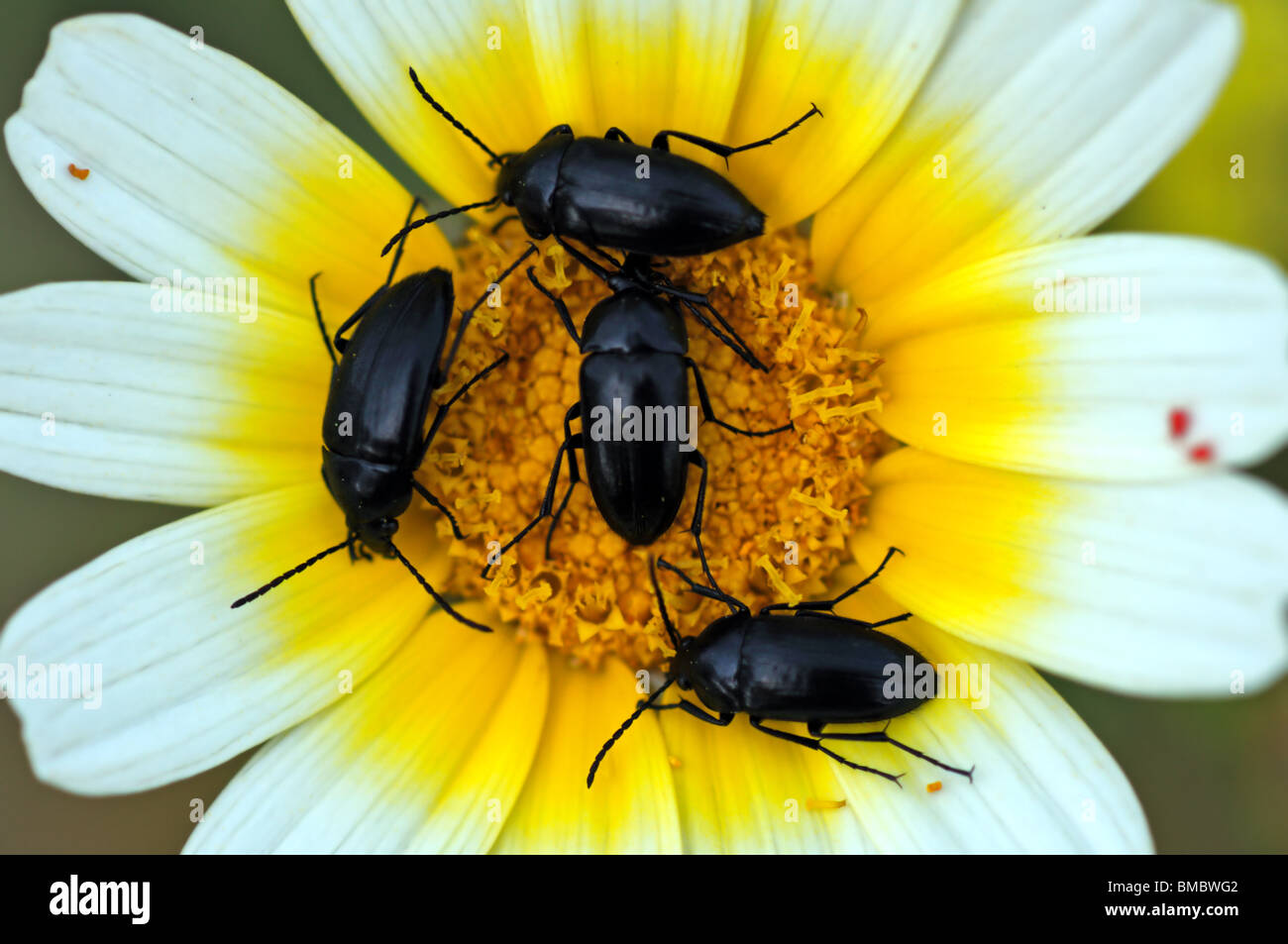 Piccoli insetti su un fiore in fiore. Foto Stock