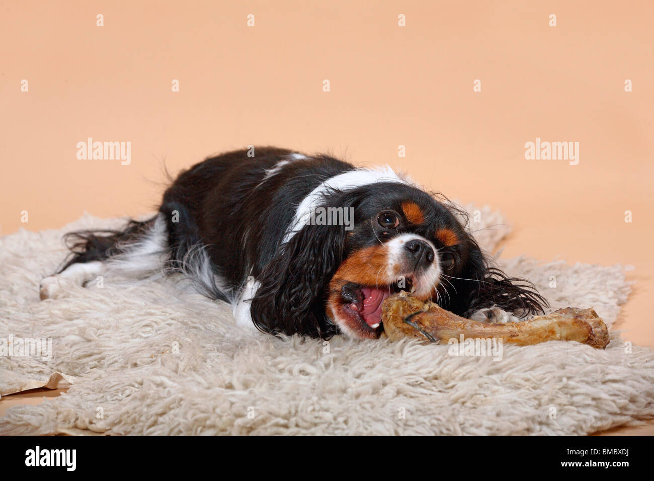 Hund knabbert Knochen / rosicchia cane Foto Stock