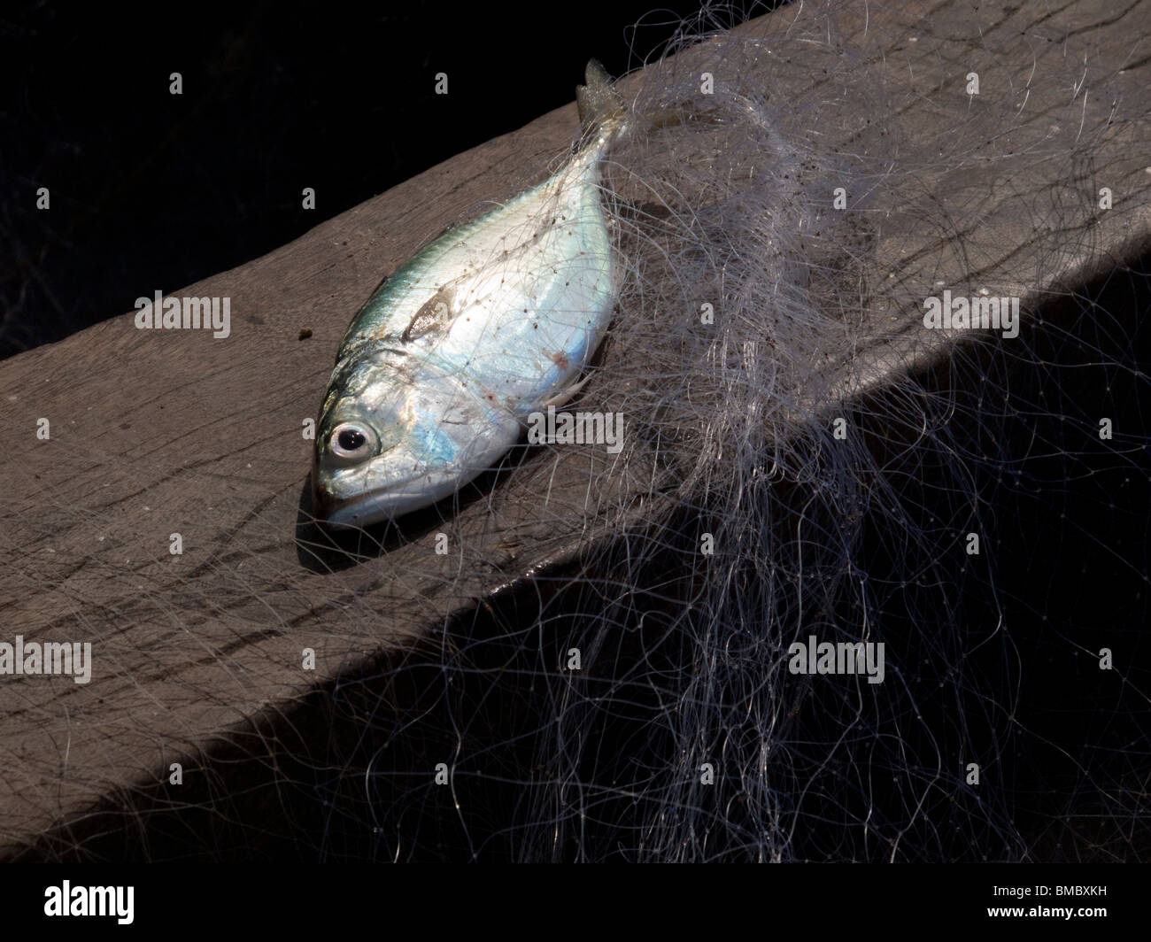 Un pesce che è stato catturato in una rete Foto Stock