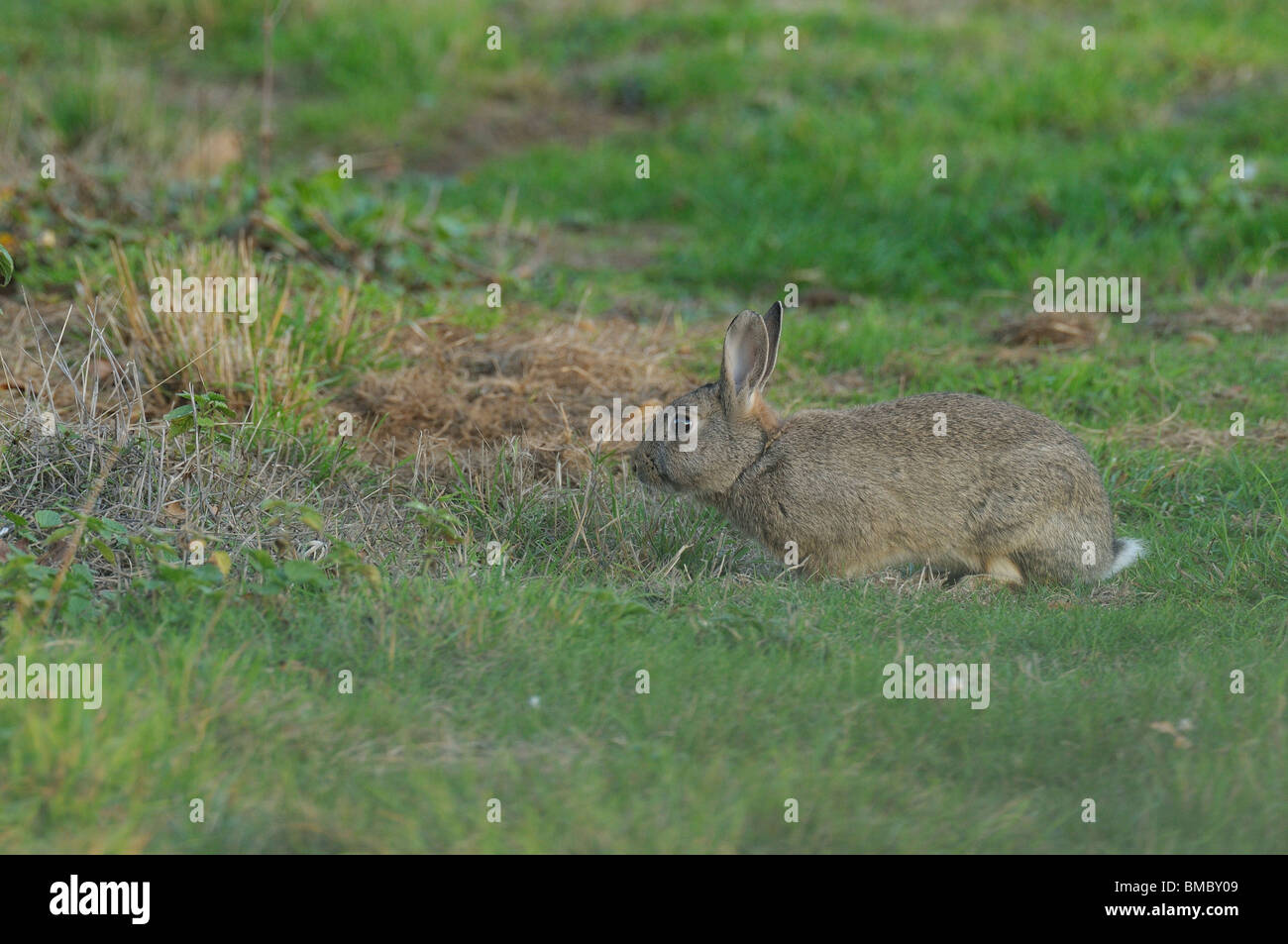 Coniglio in campo mangiare. Foto Stock