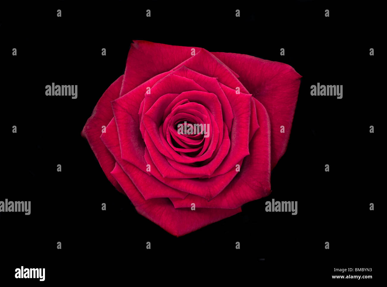 In prossimità di una singola rosa rossa su uno sfondo nero Foto Stock