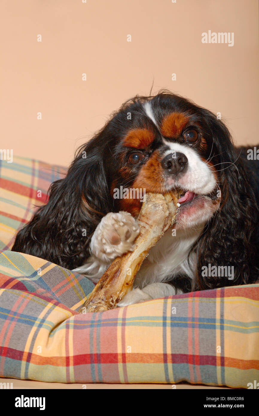 Hund knabbert un Knochen / rosicchia Cavalier Foto Stock