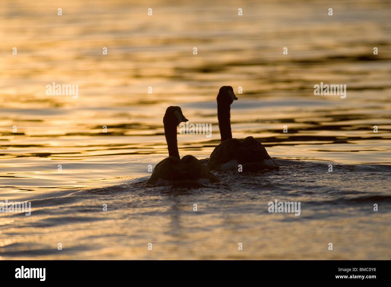 Hawrelak Park, Edmonton, Alberta, Canada; Oche del Canada nuoto al tramonto Foto Stock