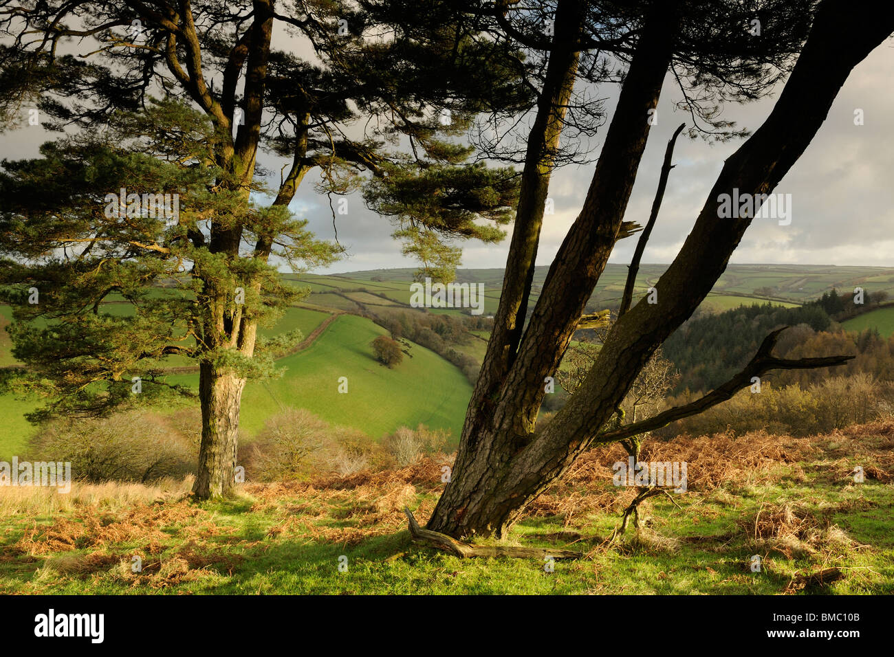 Una coppia di alberi di pino, sidelit da il sole del mattino, in cima a una collina su Exmoor. Foto Stock