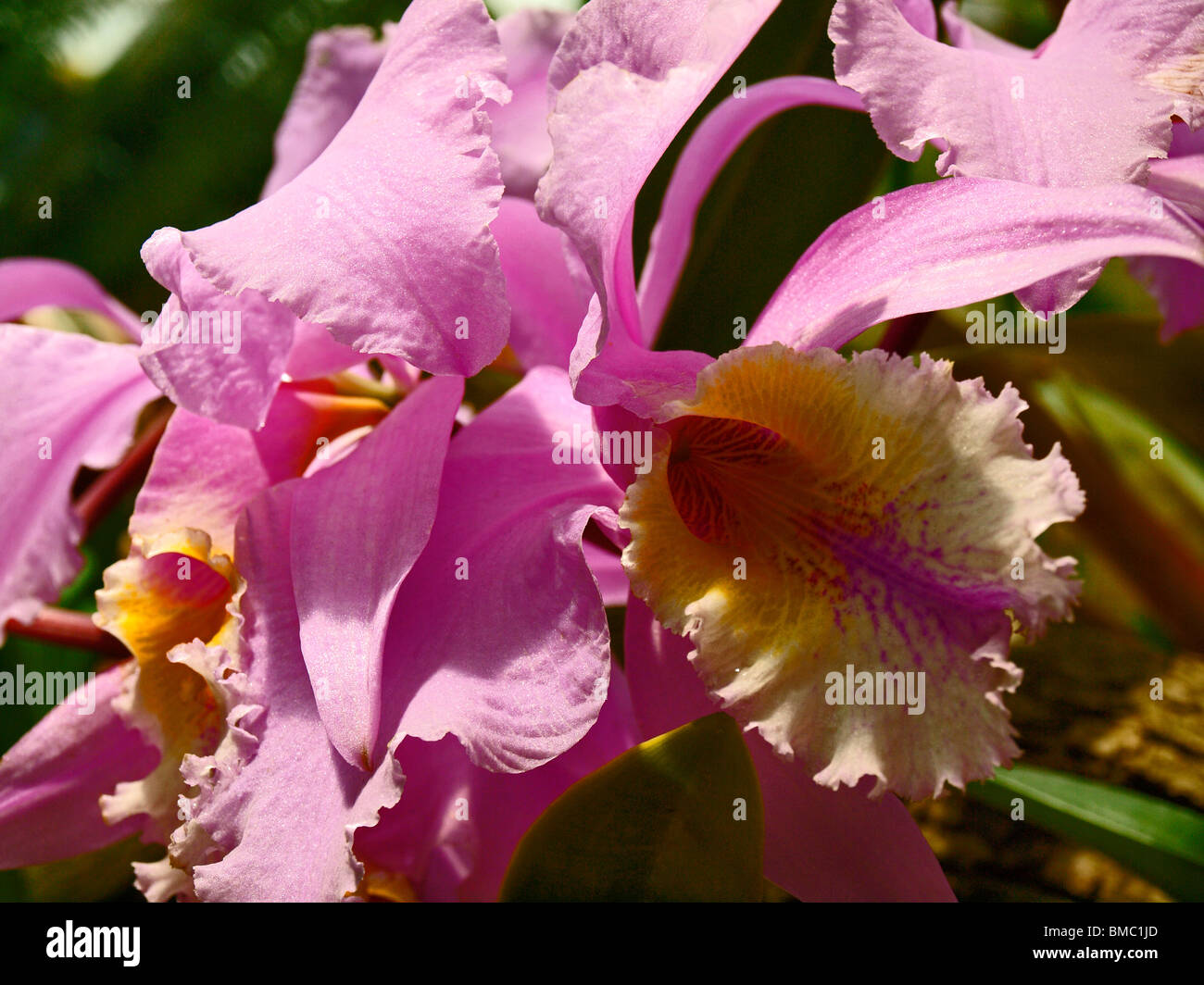 Cattleya labiata orchid Foto Stock
